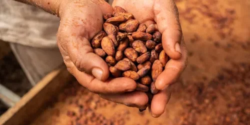 Theobroma Cacao: Nature’s Ancient Superfood for Modern Health and Vitality